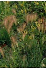 Attēlu rezultāti vaicājumam “Hordeum jubatum”