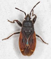 Attēlu rezultāti vaicājumam “Eremocoris plebejus”