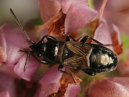 Attēlu rezultāti vaicājumam “Lycogala botrydium macro”