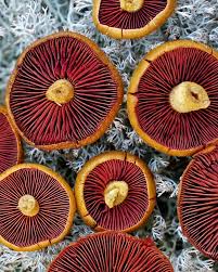 Attēlu rezultāti vaicājumam “Lycogala confusum”