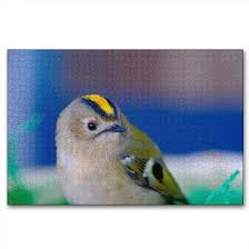 Attēlu rezultāti vaicājumam “Regulus regulus adult”