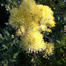 Attēlu rezultāti vaicājumam “Thalictrum flavum flower”