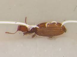 Attēlu rezultāti vaicājumam “Latridiidae”