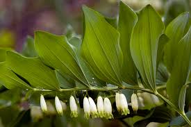 Attēlu rezultāti vaicājumam “Polygonatum odoratum flower”