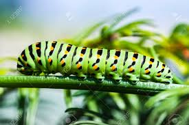 Attēlu rezultāti vaicājumam “Papilio machaon larva”