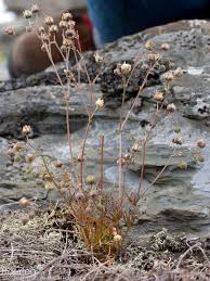 Attēlu rezultāti vaicājumam “Spergula morisonii”