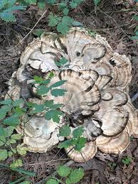 Attēlu rezultāti vaicājumam “Polypores”