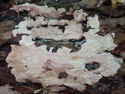 Attēlu rezultāti vaicājumam “Cystostereum murrayi”