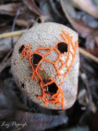 Attēlu rezultāti vaicājumam “Physarum rubiginosum macro”