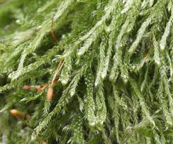 Attēlu rezultāti vaicājumam “Hypnum cupressiforme sporophyte”