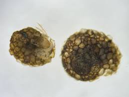 Attēlu rezultāti vaicājumam “Limnephilus larva”