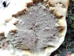 Attēlu rezultāti vaicājumam “Inonotus radiatus”