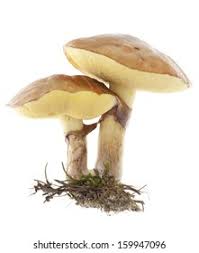 Attēlu rezultāti vaicājumam “Suillus luteus”