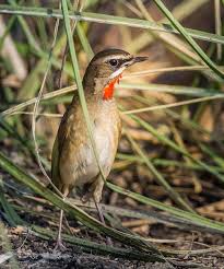 Image result for Luscinia calliope