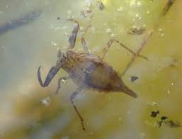 Attēlu rezultāti vaicājumam “Nepa cinerea imago”