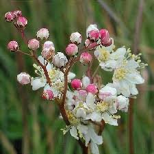 Image result for Filipendula vulgaris