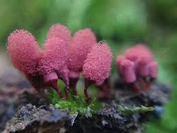 Attēlu rezultāti vaicājumam “Arcyria globosa”