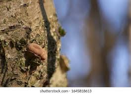 Attēlu rezultāti vaicājumam “Encoelia furfuracea”