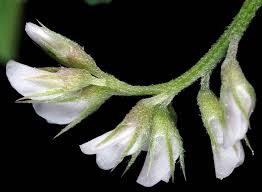 Attēlu rezultāti vaicājumam “Vicia hirsuta flower”