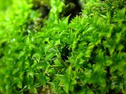 Attēlu rezultāti vaicājumam “Syntrichia papillosa”