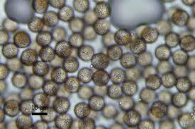 Attēlu rezultāti vaicājumam “Physarum melleum”