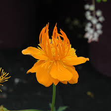 Attēlu rezultāti vaicājumam “Trollius europaeus flower”