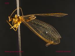 Attēlu rezultāti vaicājumam “Chrysopidae imago”