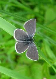 Attēlu rezultāti vaicājumam “Cupido minimus”