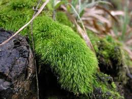 Attēlu rezultāti vaicājumam “Paraleucobryum longifolium”