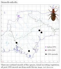 Attēlu rezultāti vaicājumam “Dienerella elongata”