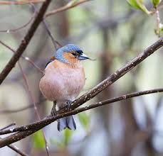 Attēlu rezultāti vaicājumam “Fringilla coelebs male”