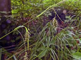 Attēlu rezultāti vaicājumam “Carex sylvatica flower”