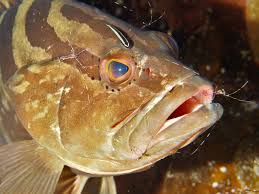 Image result for Epinephelus striatus