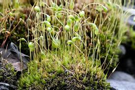 Attēlu rezultāti vaicājumam “Pleurocarpous mosses sporophyte”