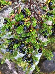 Attēlu rezultāti vaicājumam “Empetrum nigrum”