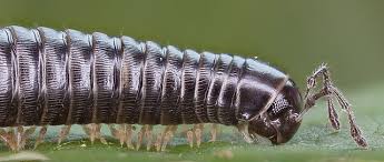 Attēlu rezultāti vaicājumam “Myriapoda”