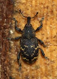 Attēlu rezultāti vaicājumam “Hylobius abietis”