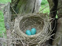 Attēlu rezultāti vaicājumam “nest”