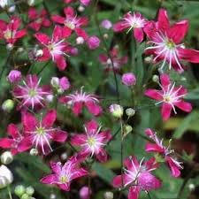 Image result for Gypsophila elegans