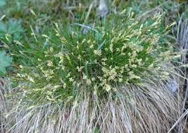 Attēlu rezultāti vaicājumam “Carex davalliana”