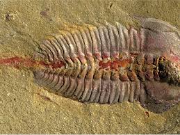 Attēlu rezultāti vaicājumam “Enteridium liceoides sessile”