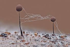 Attēlu rezultāti vaicājumam “Comatricha sp.”