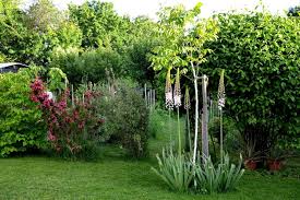 Image result for Steppenkerze