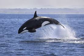 Image result for Orcinus orca