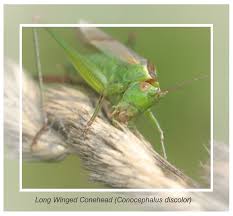 Attēlu rezultāti vaicājumam “Alloeotomus sp.”
