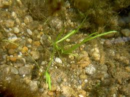 Attēlu rezultāti vaicājumam “Alisma gramineum flower”