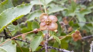 Attēlu rezultāti vaicājumam “Euonymus verrucosus fruit”