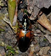 Attēlu rezultāti vaicājumam “Anchomenus dorsalis”