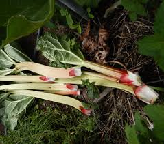 Attēlu rezultāti vaicājumam “Rheum rhabarbarum fruit”