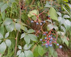 Attēlu rezultāti vaicājumam “Parthenocissus quinquefolia”